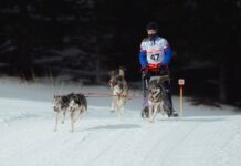 Slovakya’da 2. Uluslararası Köpek Kızağı Yarışması Start Verdi