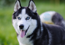Husky Husky