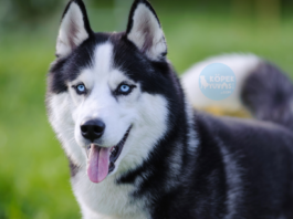 Husky Husky