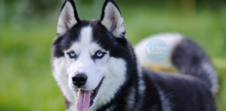 Husky Husky