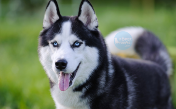 Husky Husky