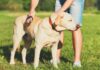 Köpeklerde Tüy Bakımı