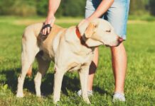 Köpeklerde Tüy Bakımı