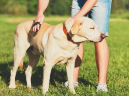 Köpeklerde Tüy Bakımı
