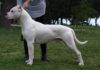 Dogo