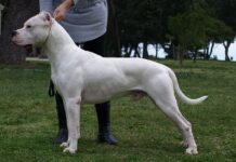 Dogo