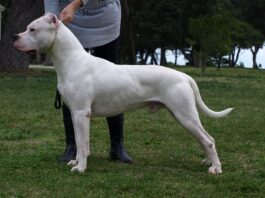 Dogo
