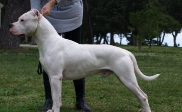 Dogo