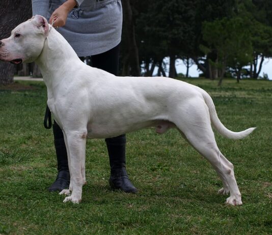 Dogo