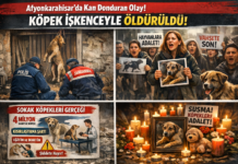 Afyonkarahisar’da Hayvanseverleri Yasa Boğan Olay: Köpek İşkenceyle Öldürüldü