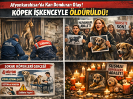 Afyonkarahisar’da Hayvanseverleri Yasa Boğan Olay: Köpek İşkenceyle Öldürüldü