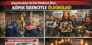 Afyonkarahisar’da Hayvanseverleri Yasa Boğan Olay: Köpek İşkenceyle Öldürüldü