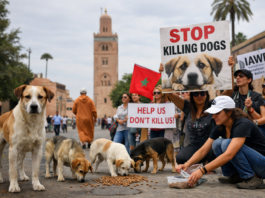Dünyada Tartışma Yaratan Köpek Yasası: Merhamet Suç Mu Oluyor?