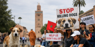 Dünyada Tartışma Yaratan Köpek Yasası: Merhamet Suç Mu Oluyor?