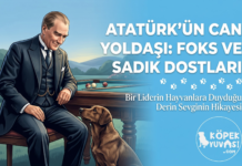 Atatürk ve Köpek Sevgisi: Ulu Önder’in Sadık Dostları | Köpek Yuvası