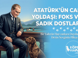 Atatürk ve Köpek Sevgisi: Ulu Önder’in Sadık Dostları | Köpek Yuvası